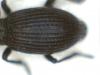 Ceratapion penetrans